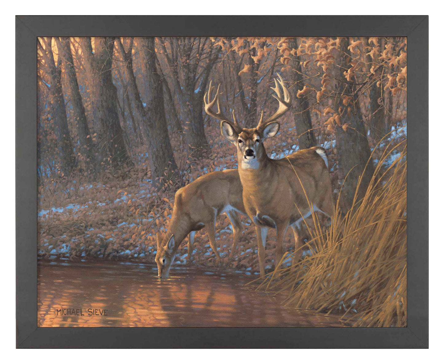 Woodland Water Hole White Tail Deer - Art Prints