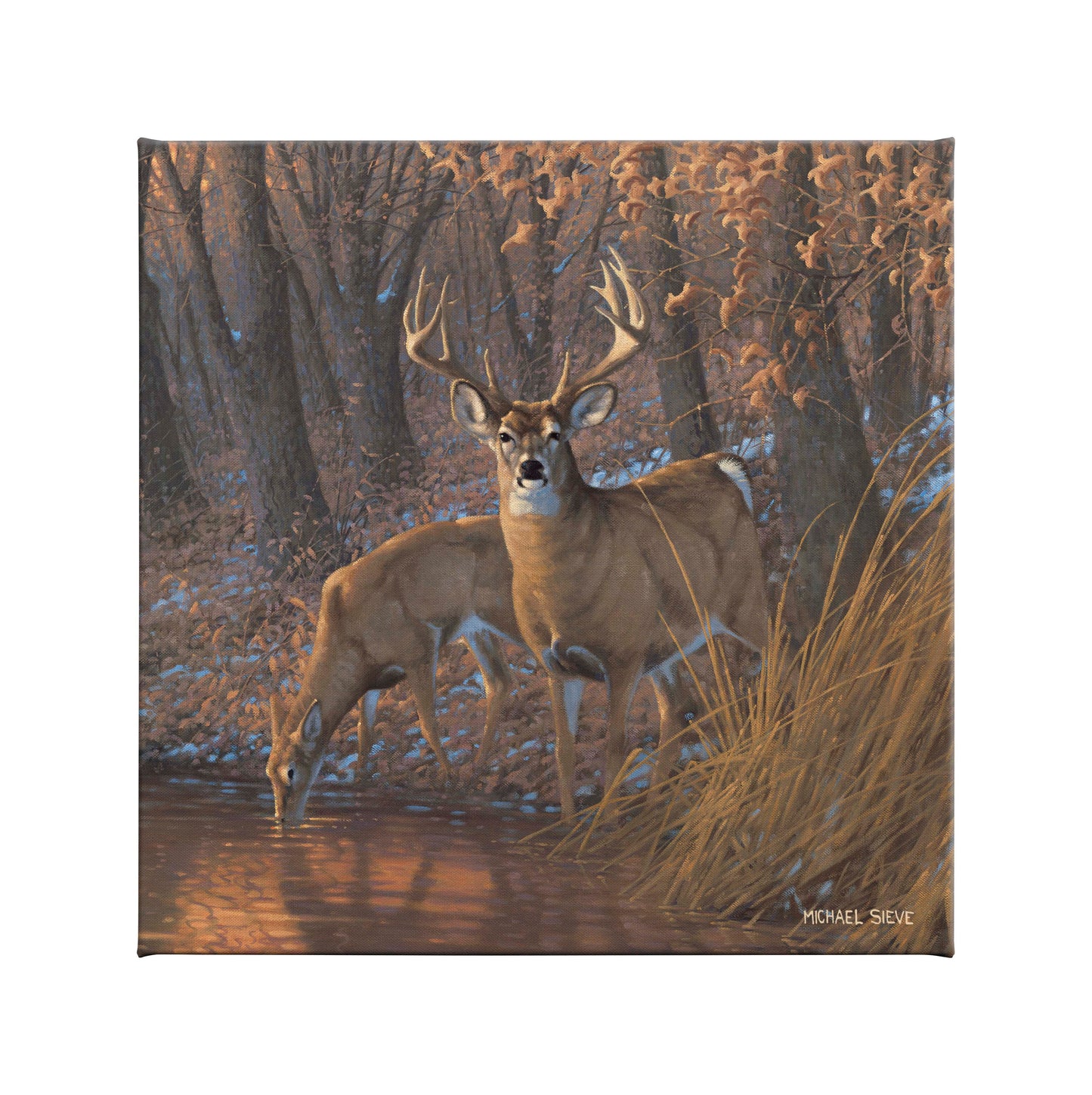 Woodland Water Hole White Tail Deer - 14" x 14" Gallery Wrapped Canvas