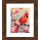 Springtime Blossom - Cardinal - Art Prints
