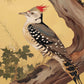 Echoes of the Forest - Woodpecker in Pine Haven - Limited Edition Canvas