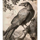 Regal Observer - Raven in Woodland Vista - Gallery Wrapped Canvas