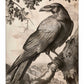 Regal Observer - Raven in Woodland Vista - Gallery Wrapped Canvas