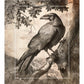 Regal Observer - Raven in Woodland Vista - Gallery Wrapped Canvas