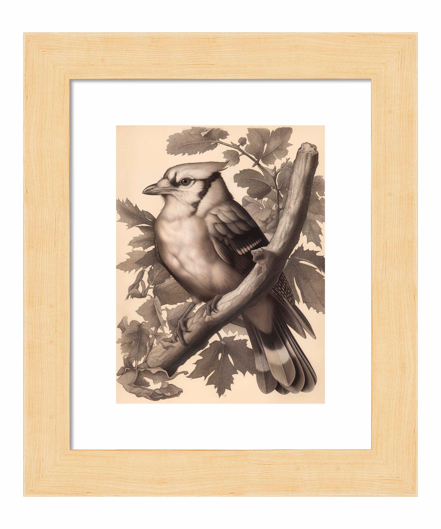 Timeless Grace - Blue Jay in Oak Canopy - Art Prints