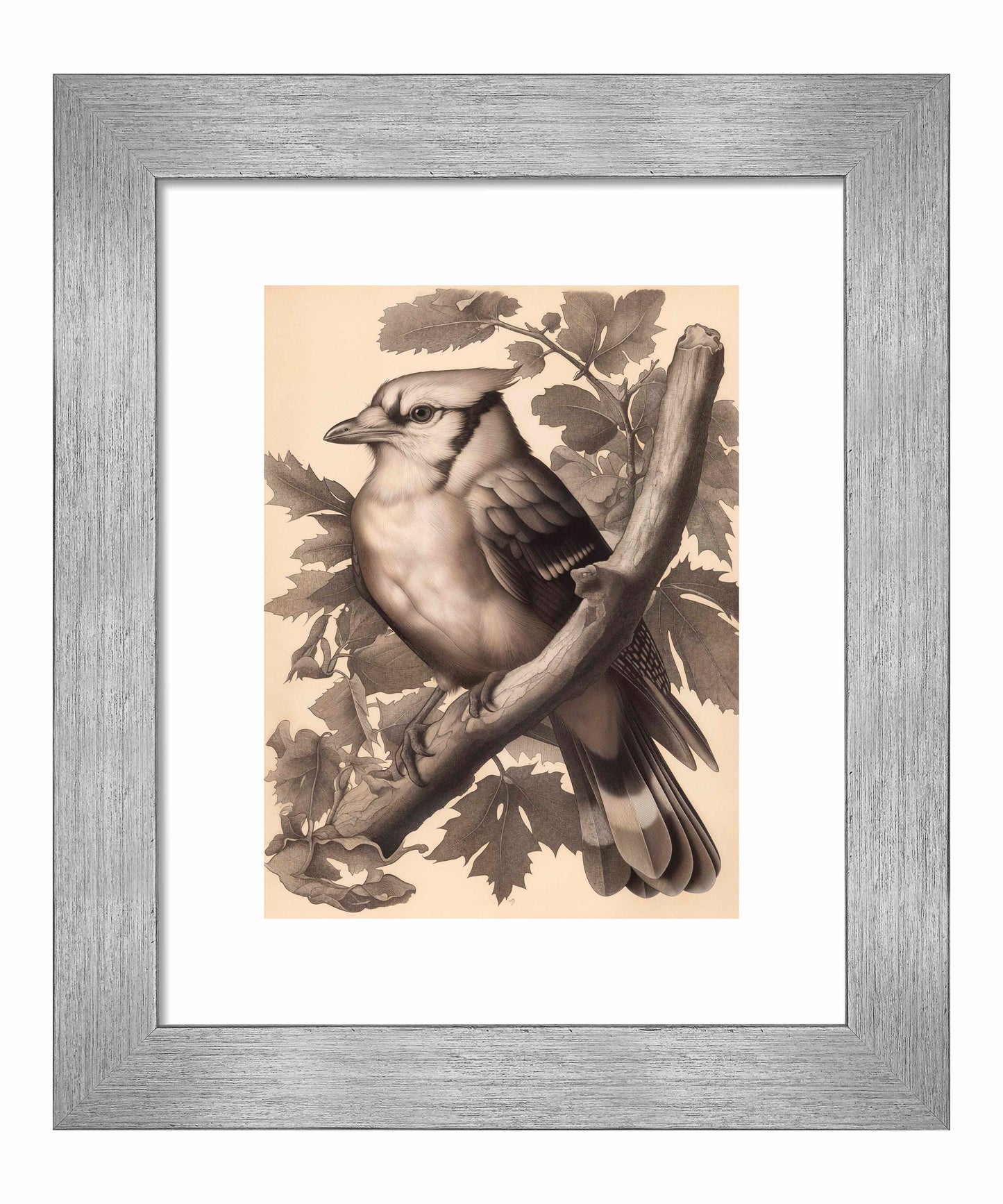 Timeless Grace - Blue Jay in Oak Canopy - Art Prints