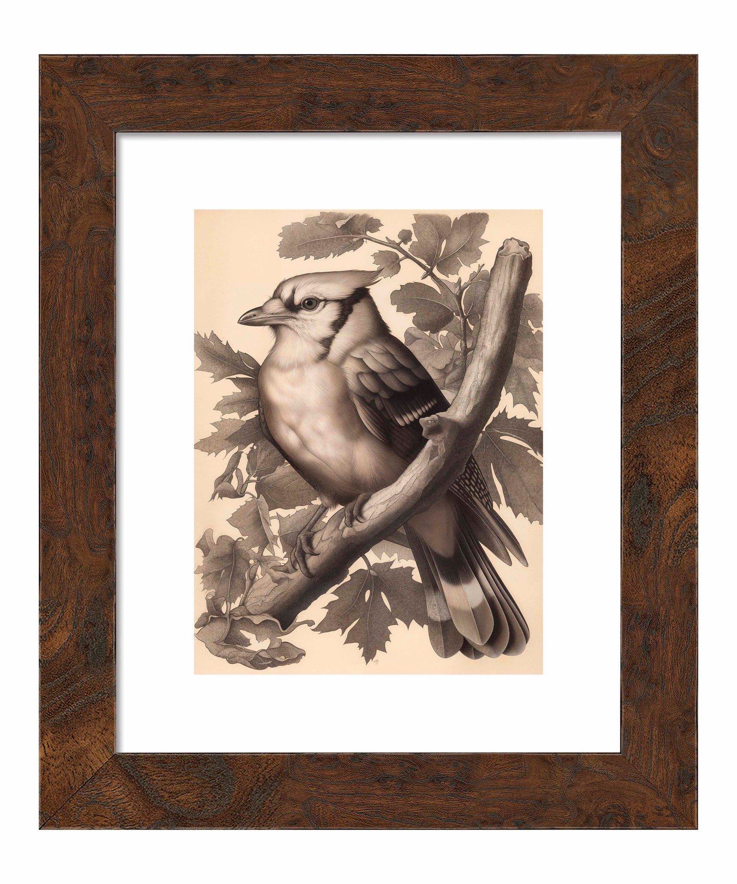 Timeless Grace - Blue Jay in Oak Canopy - Art Prints