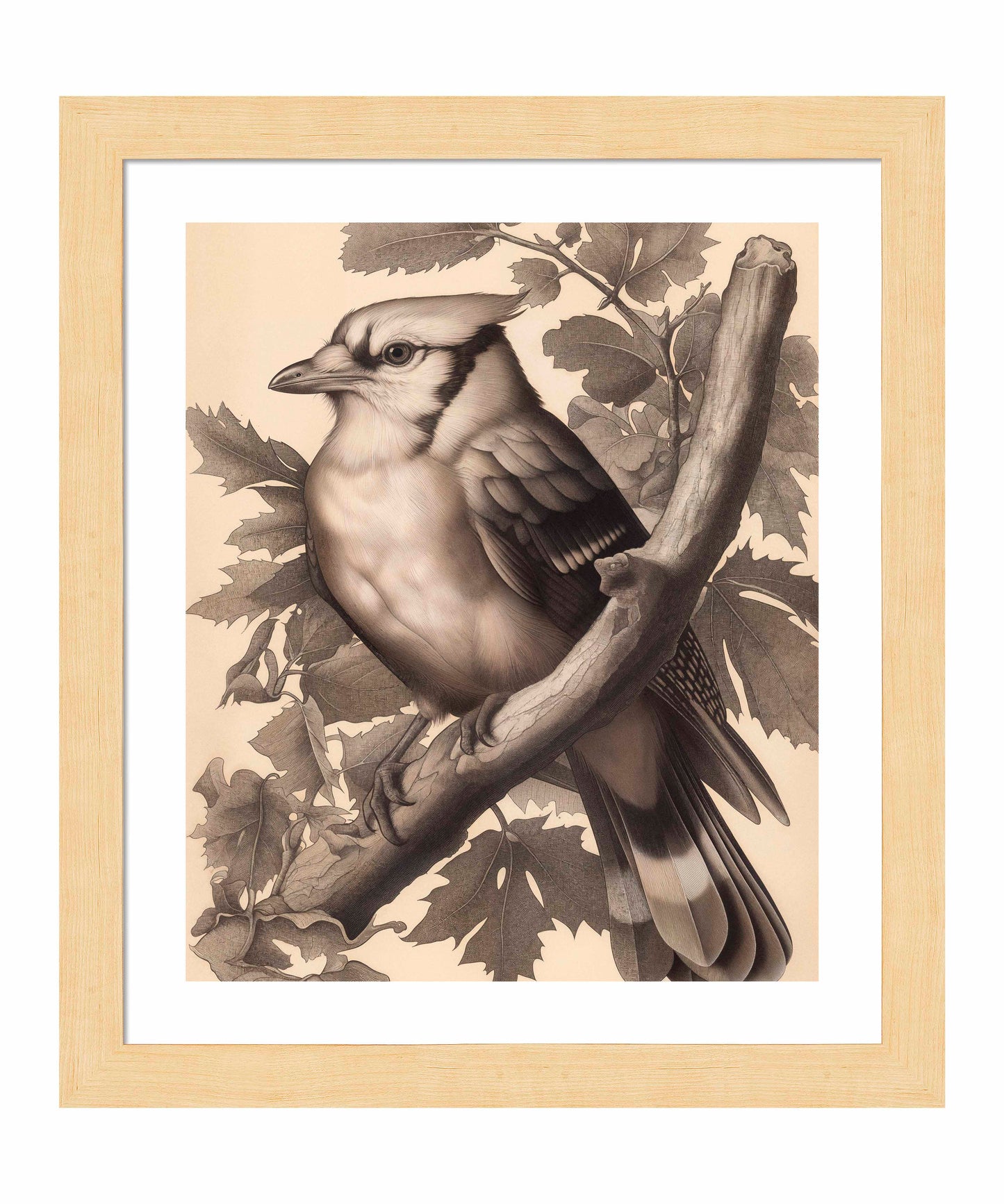 Timeless Grace - Blue Jay in Oak Canopy - Art Prints