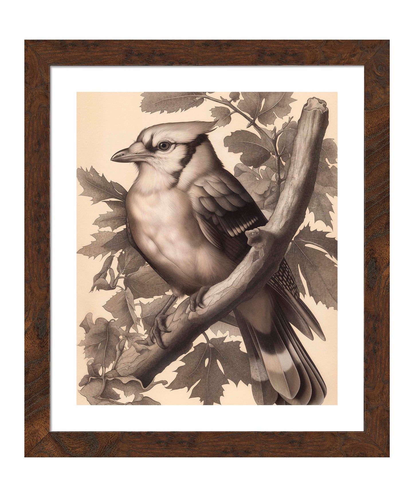 Timeless Grace - Blue Jay in Oak Canopy - Art Prints