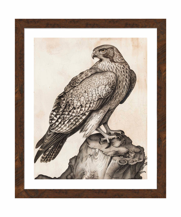 Majestic Sentinel - Hawk - Art Prints