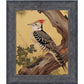 Echoes of the Forest - Woodpecker in Pine Haven - Limited Edition Canvas