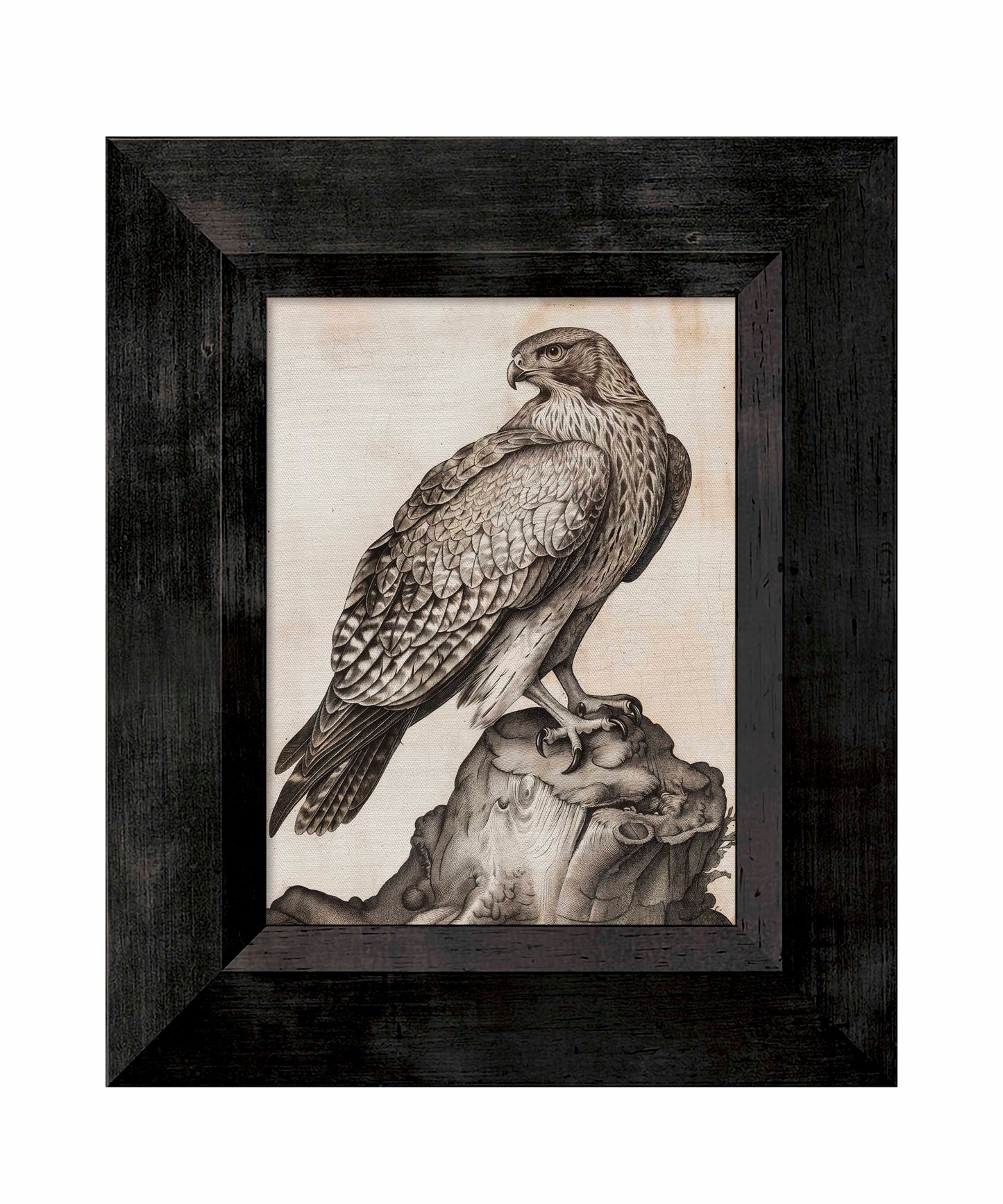 Majestic Sentinel - Hawk - Limited Edition Canvas