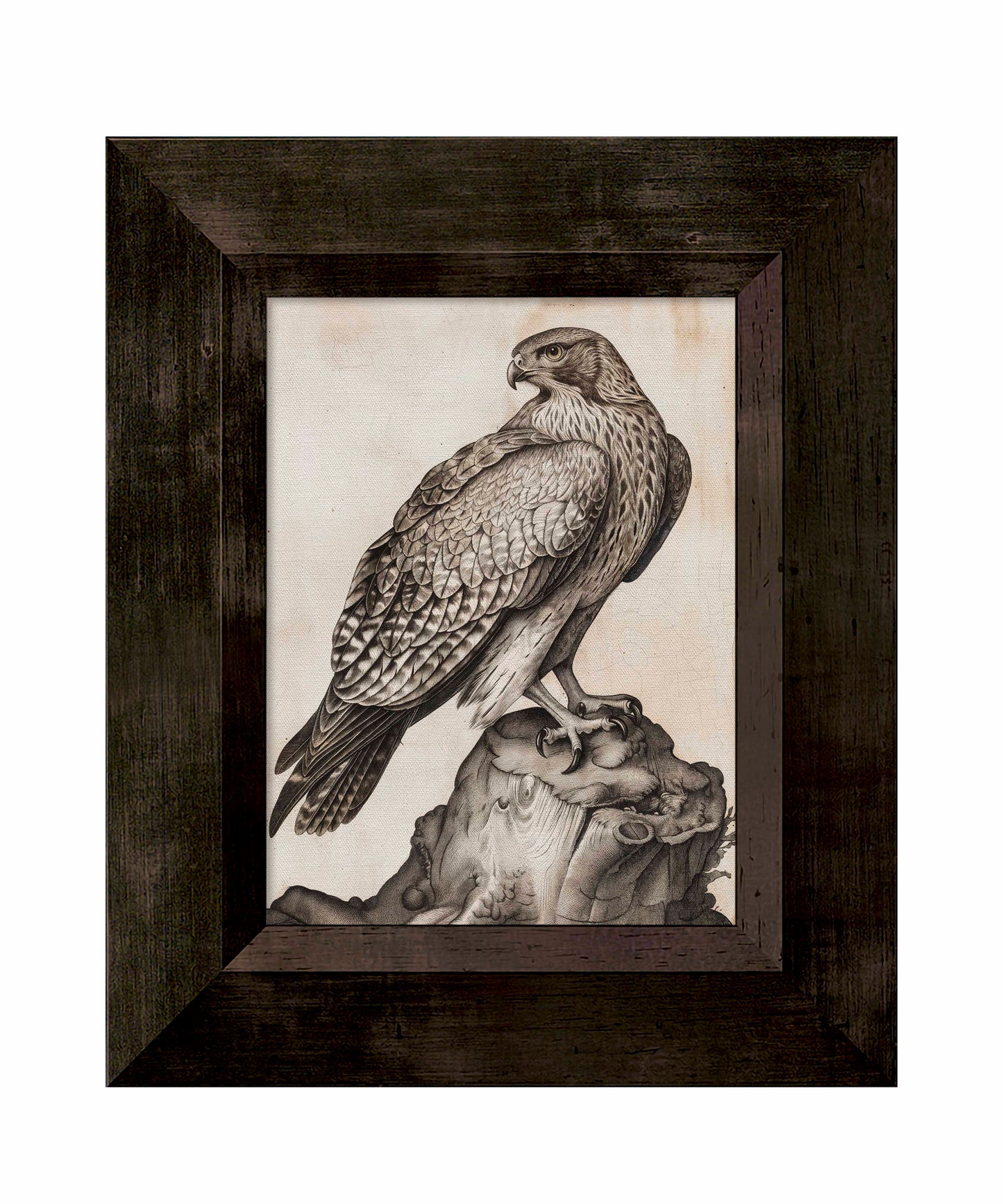 Majestic Sentinel - Hawk - Limited Edition Canvas