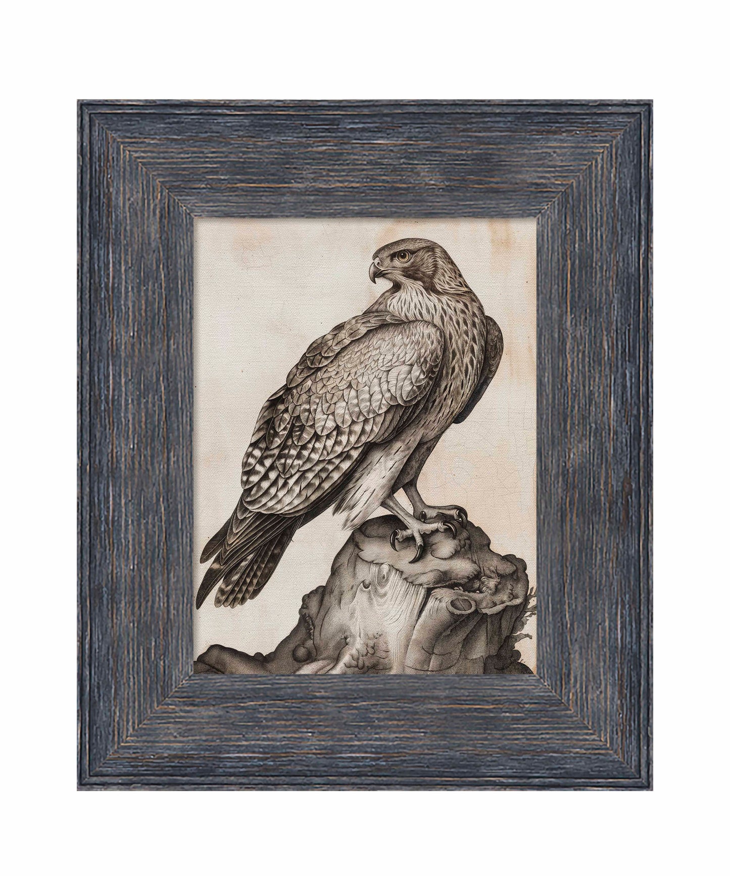 Majestic Sentinel - Hawk - Limited Edition Canvas