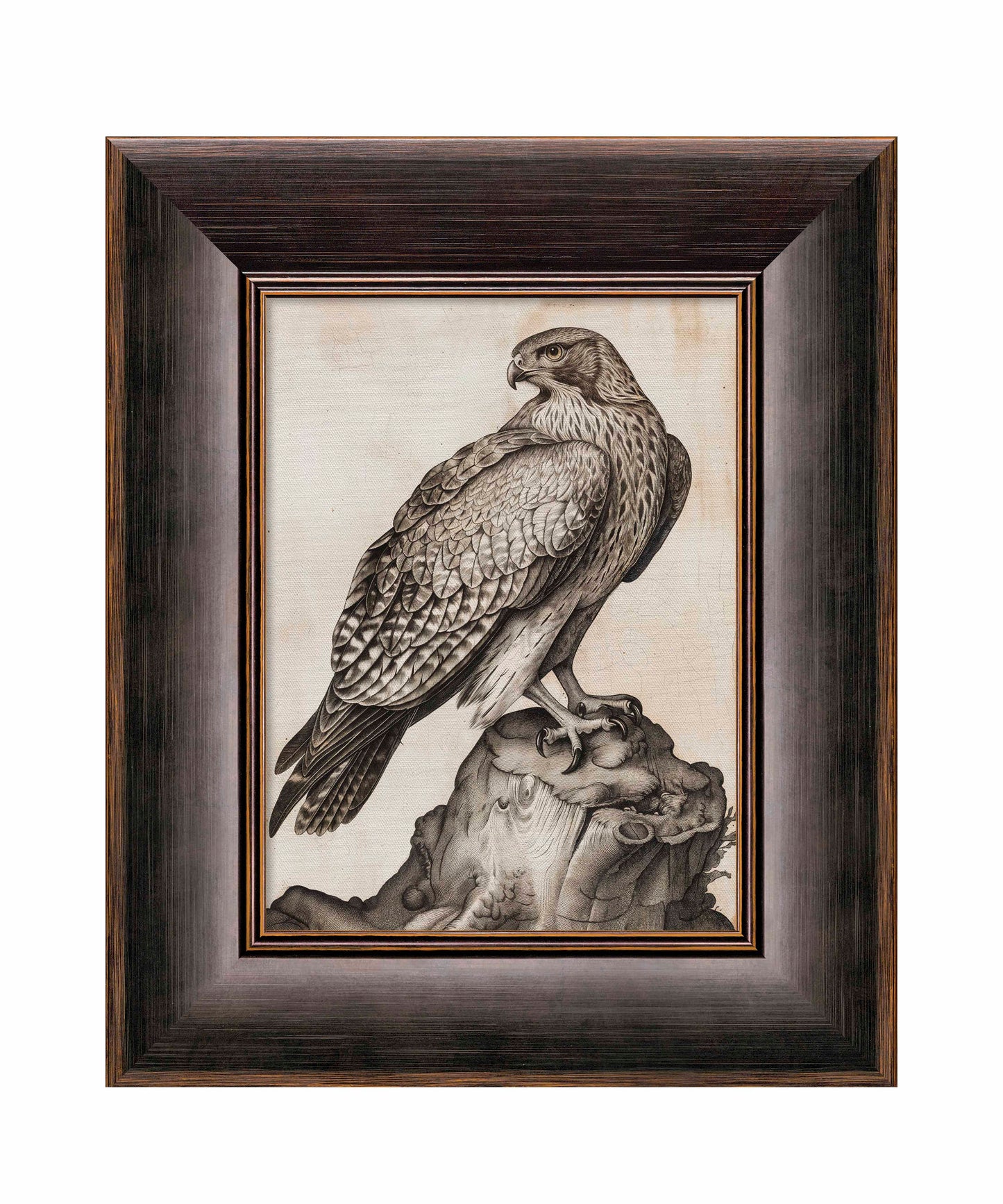 Majestic Sentinel - Hawk - Limited Edition Canvas