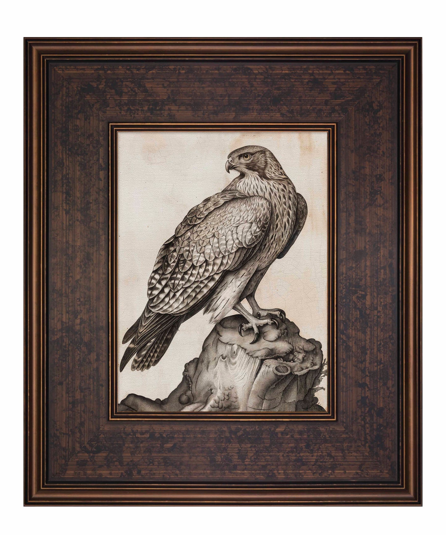 Majestic Sentinel - Hawk - Limited Edition Canvas