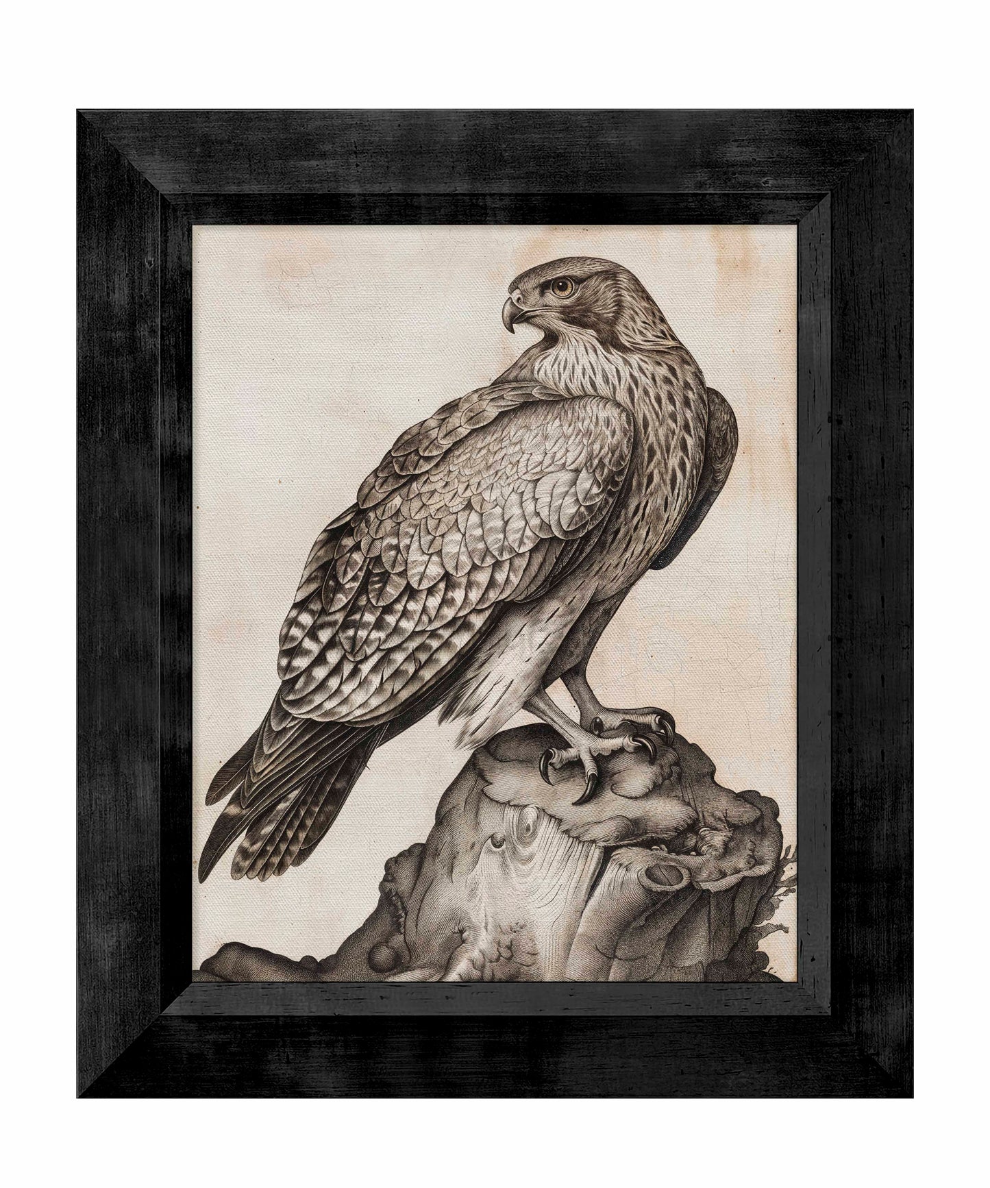 Majestic Sentinel - Hawk - Limited Edition Canvas