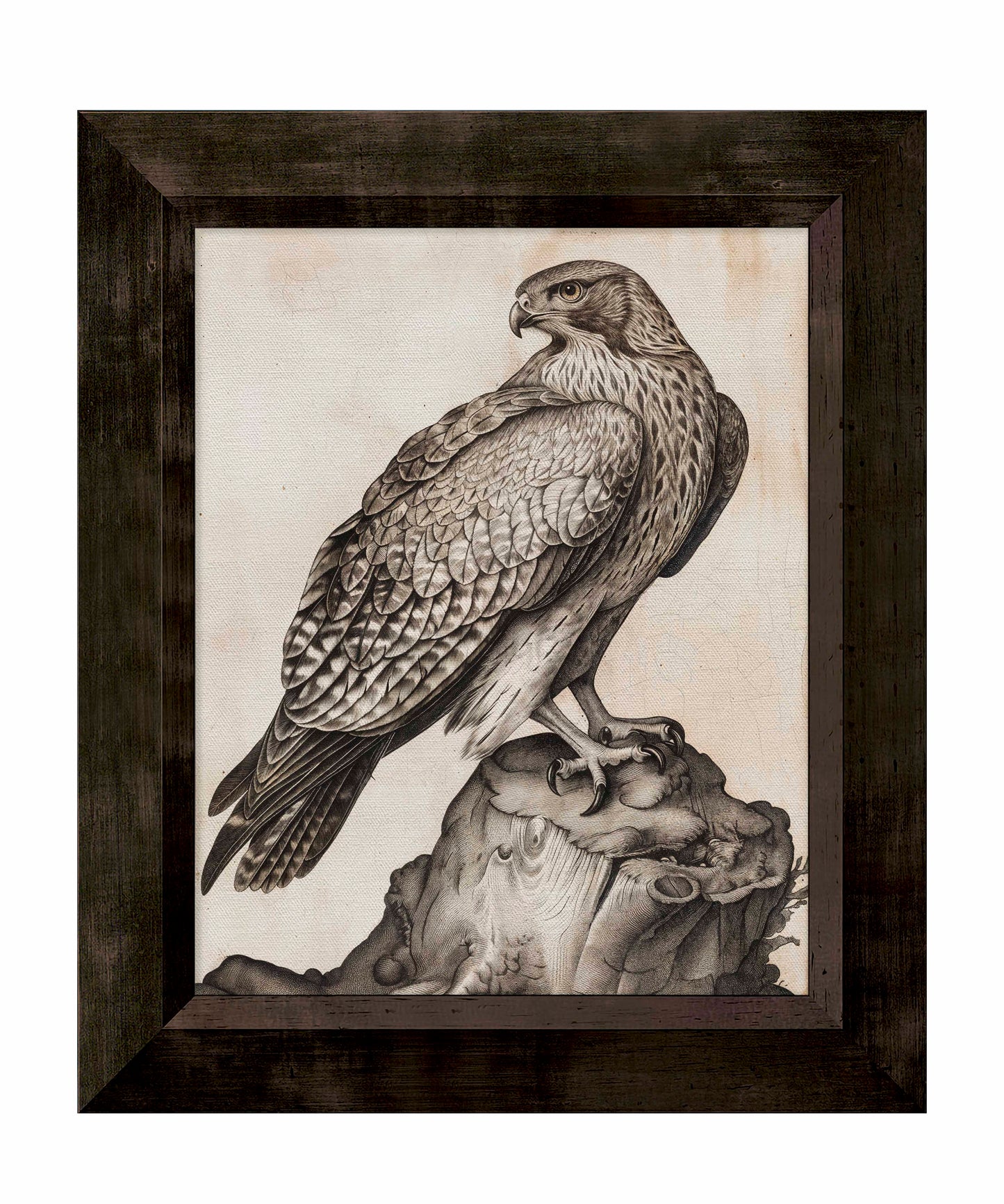 Majestic Sentinel - Hawk - Limited Edition Canvas