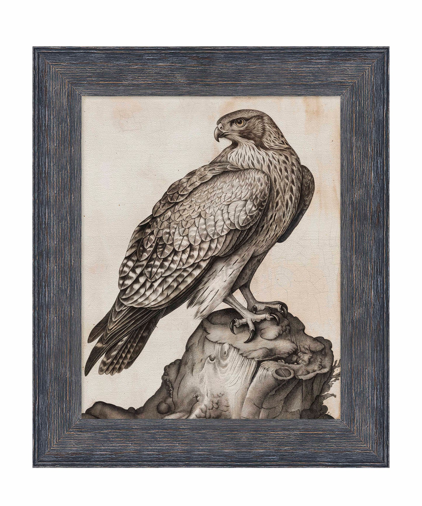 Majestic Sentinel - Hawk - Limited Edition Canvas