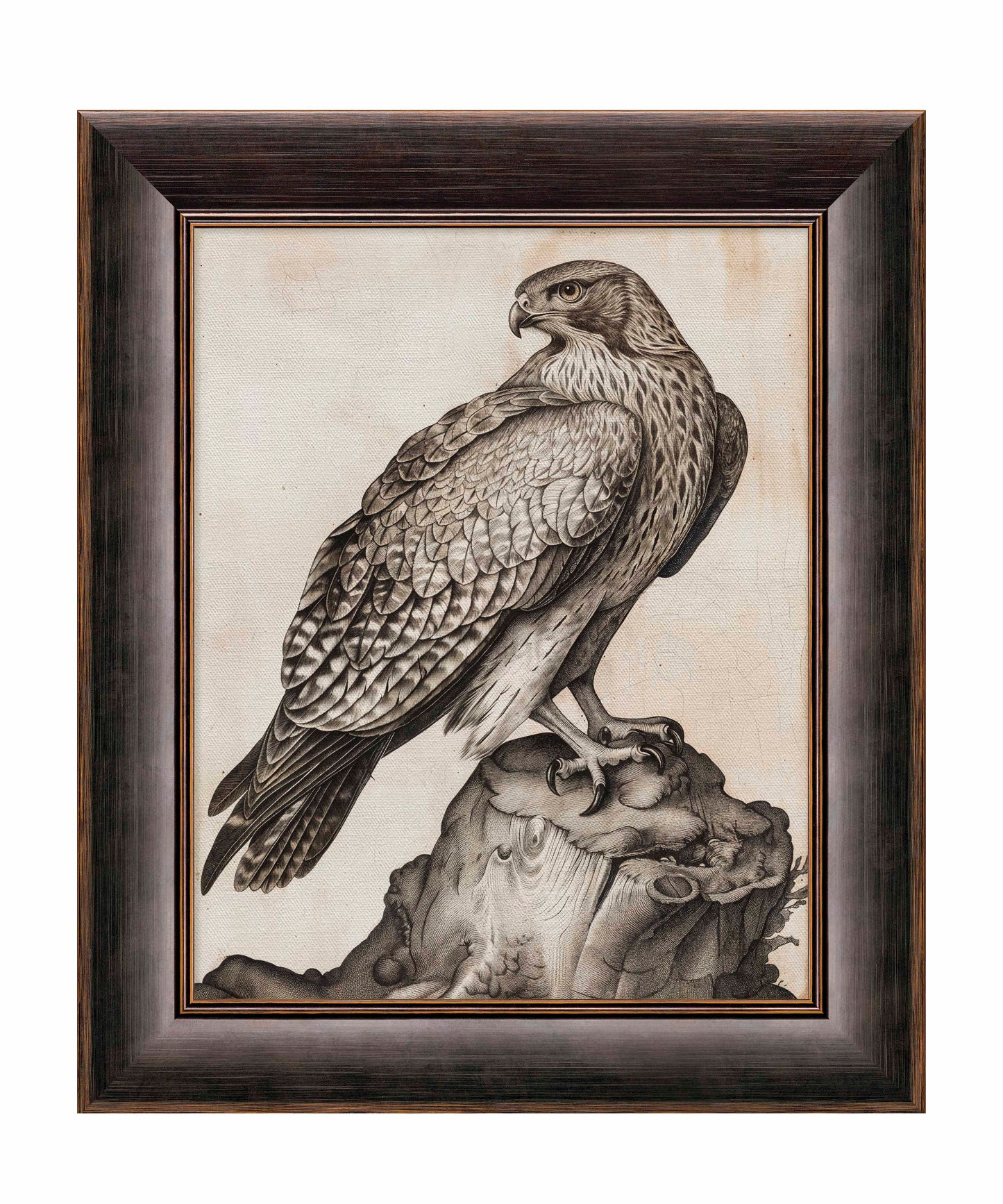 Majestic Sentinel - Hawk - Limited Edition Canvas