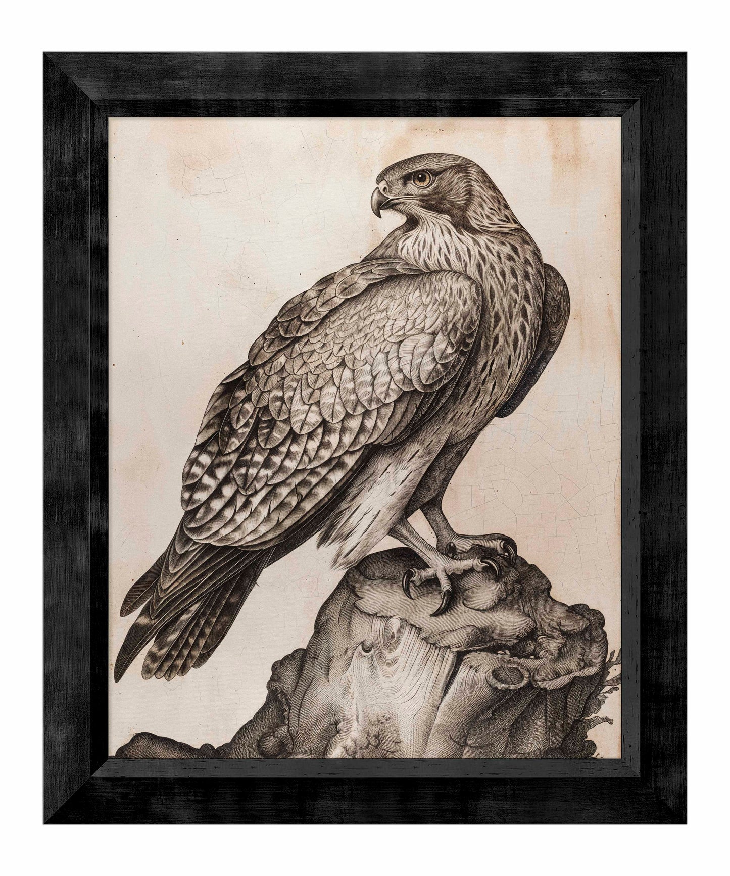 Majestic Sentinel - Hawk - Limited Edition Canvas