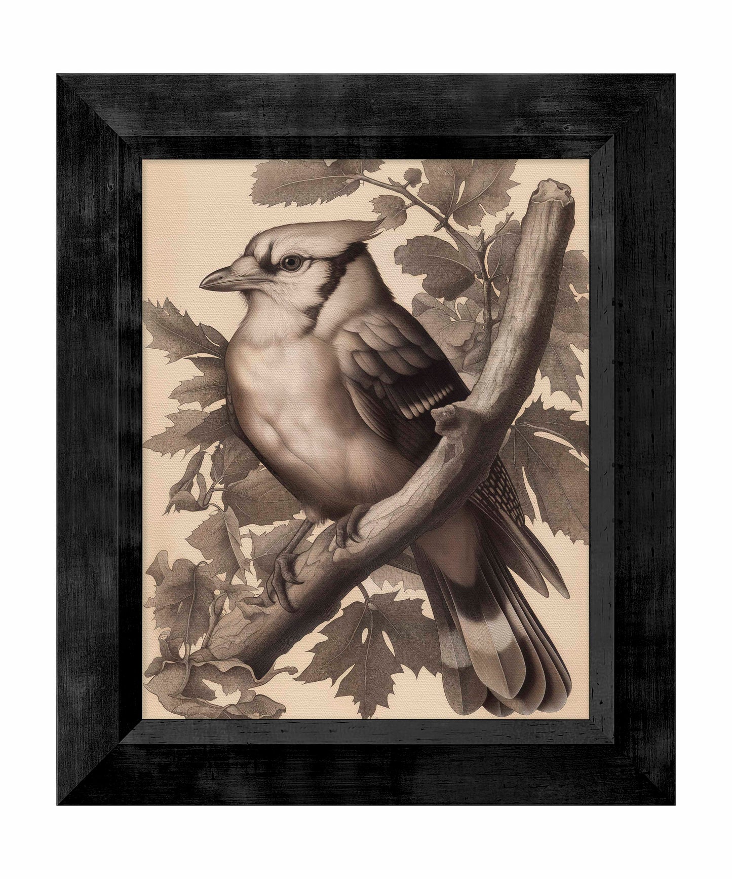 Timeless Grace - Blue Jay in Oak Canopy - Limited Edition Canvas