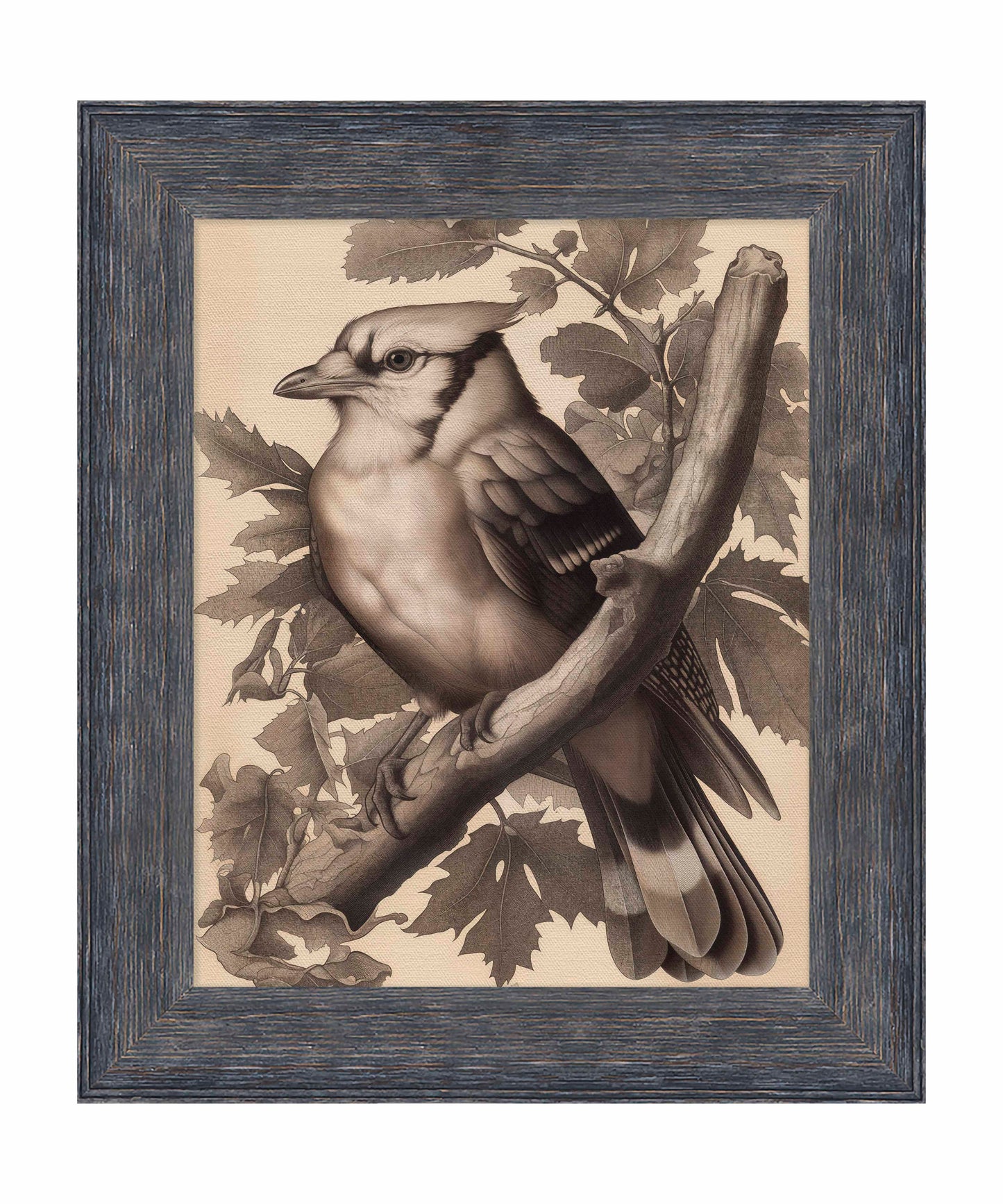 Timeless Grace - Blue Jay in Oak Canopy - Limited Edition Canvas