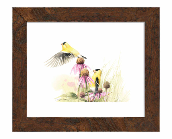Coneflower Feast - Art Prints