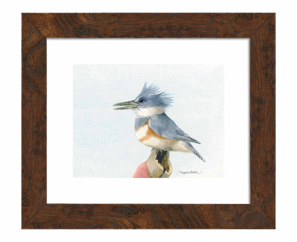 Belted Kingfisher - Art Prints