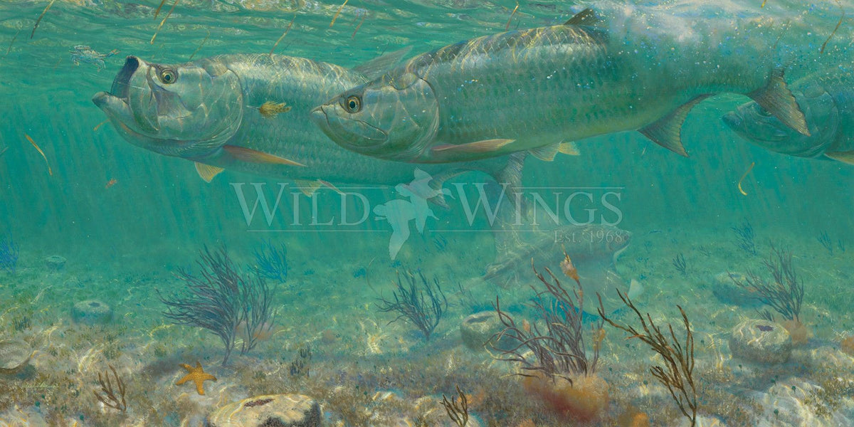 Parade—Tarpon - Limited Edition Paper