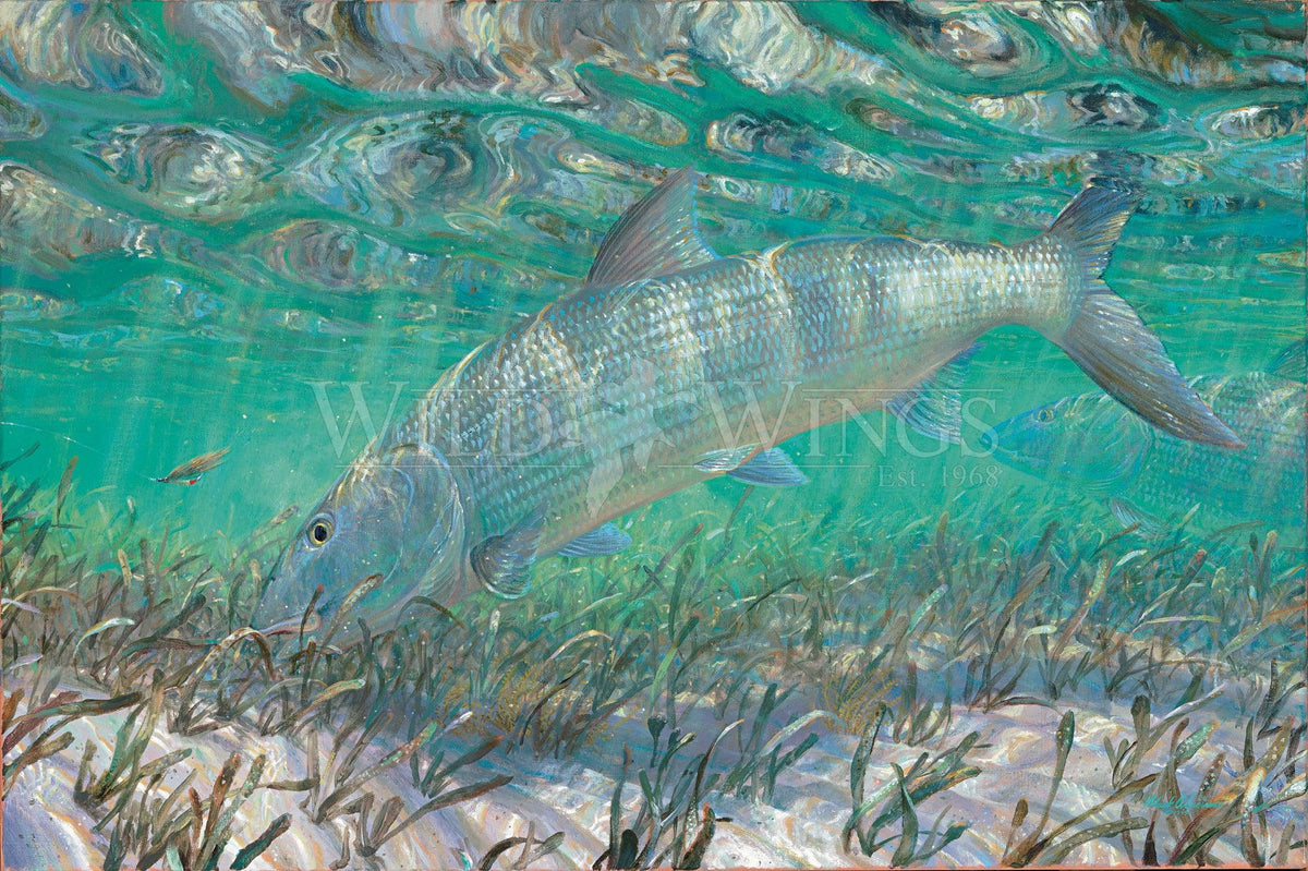 Shallow Pursuit—Bonefish - Limited Edition Paper