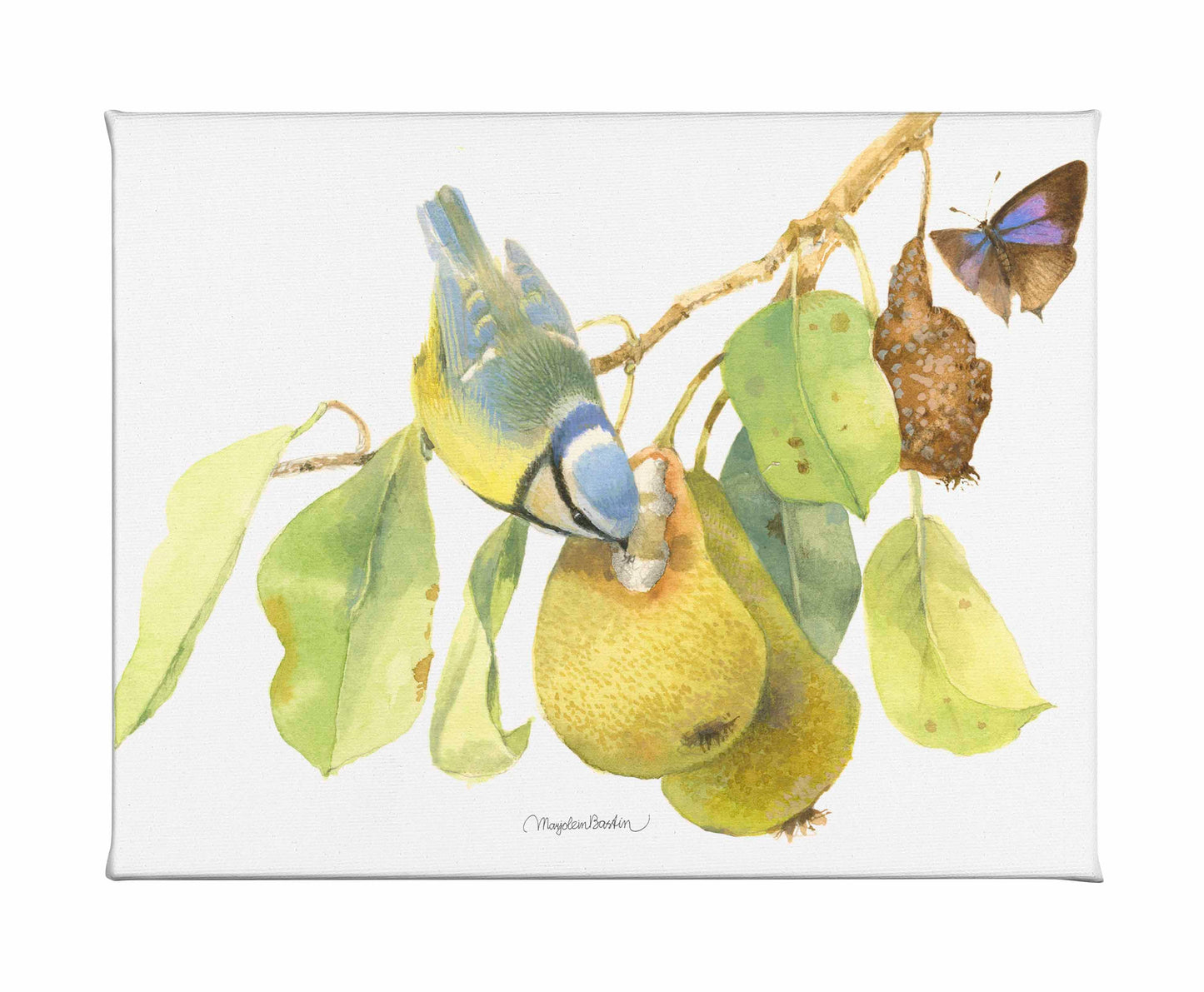 Blue Tit In the Orchard - Gallery Wrapped Canvas