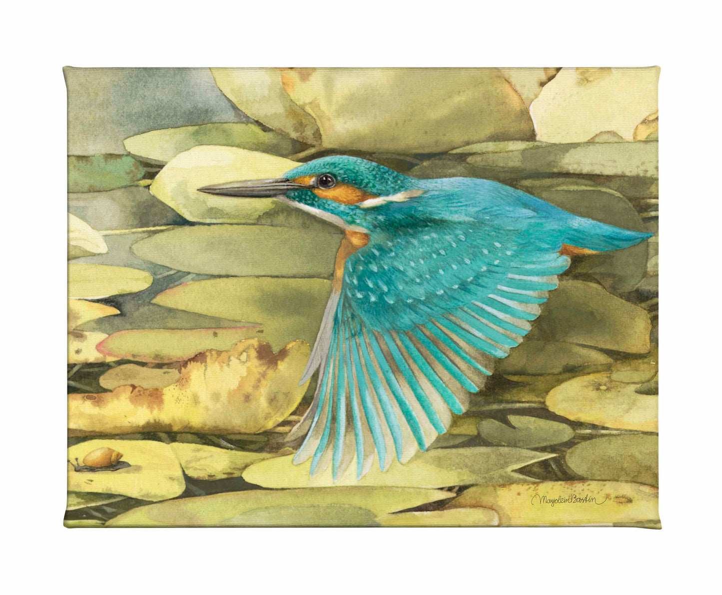 Kingfisher in Flight - Gallery Wrapped Canvas