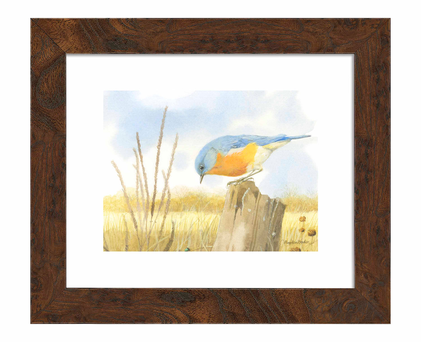 Scouring Around - Art Prints