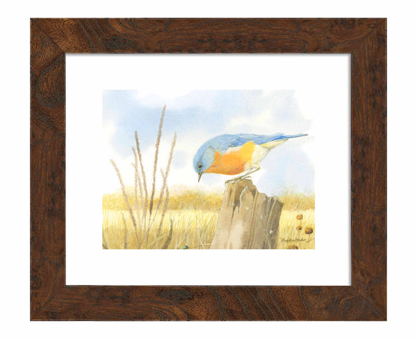 Scouring Around - Art Prints