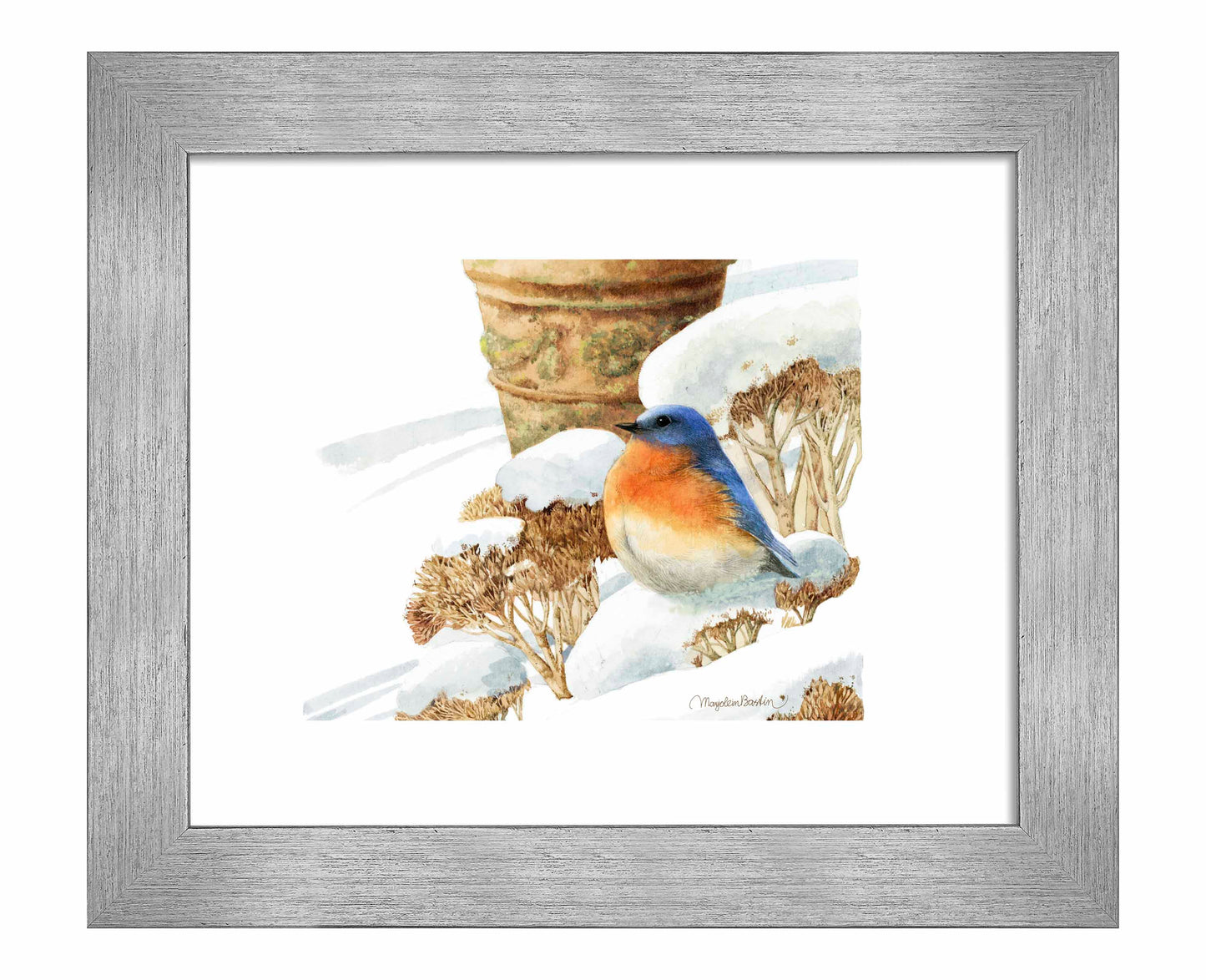 Winter Bluebird - Art Prints