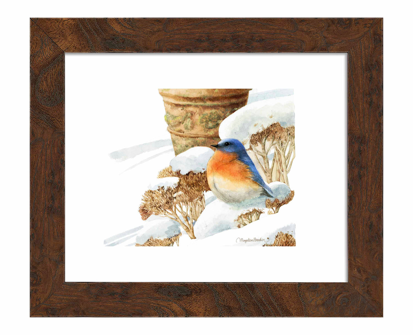 Winter Bluebird - Art Prints