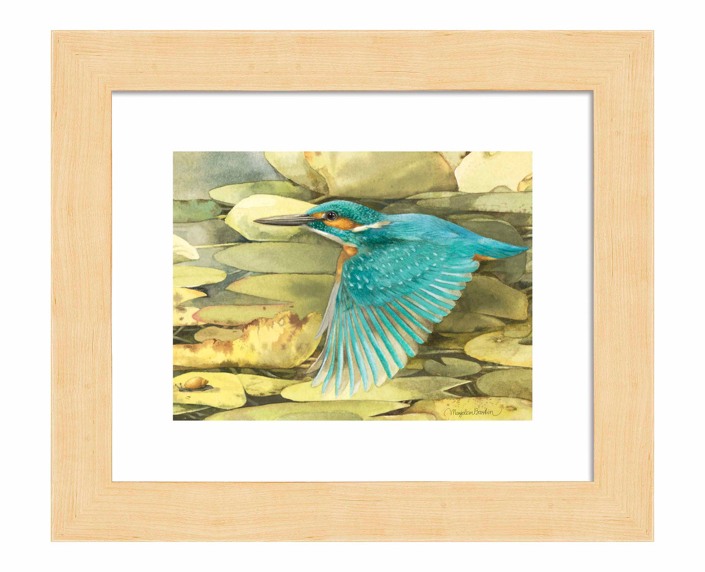 Kingfisher in Flight - Art Prints