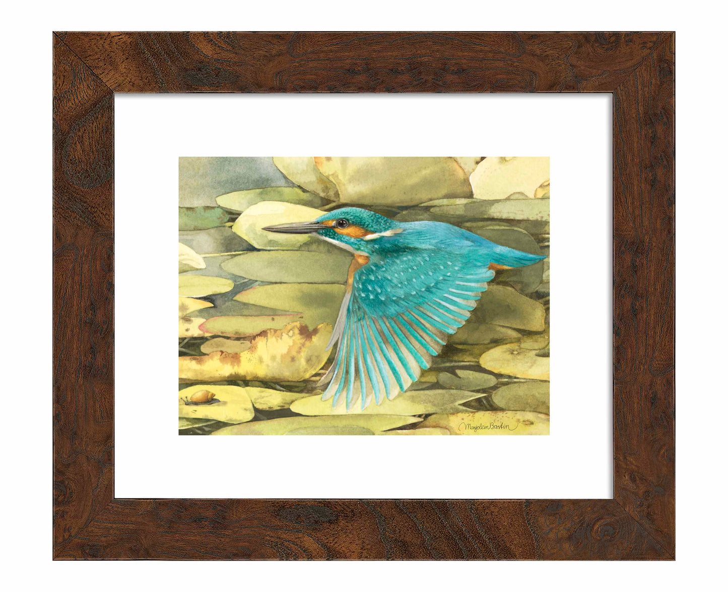 Kingfisher in Flight - Art Prints