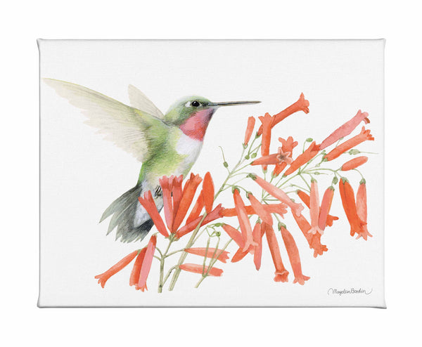 Ruby-throated Hummingbird - Gallery Wrapped Canvas