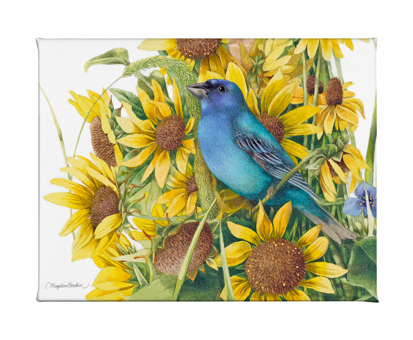 Indigo Bunting - Gallery Wrapped Canvas