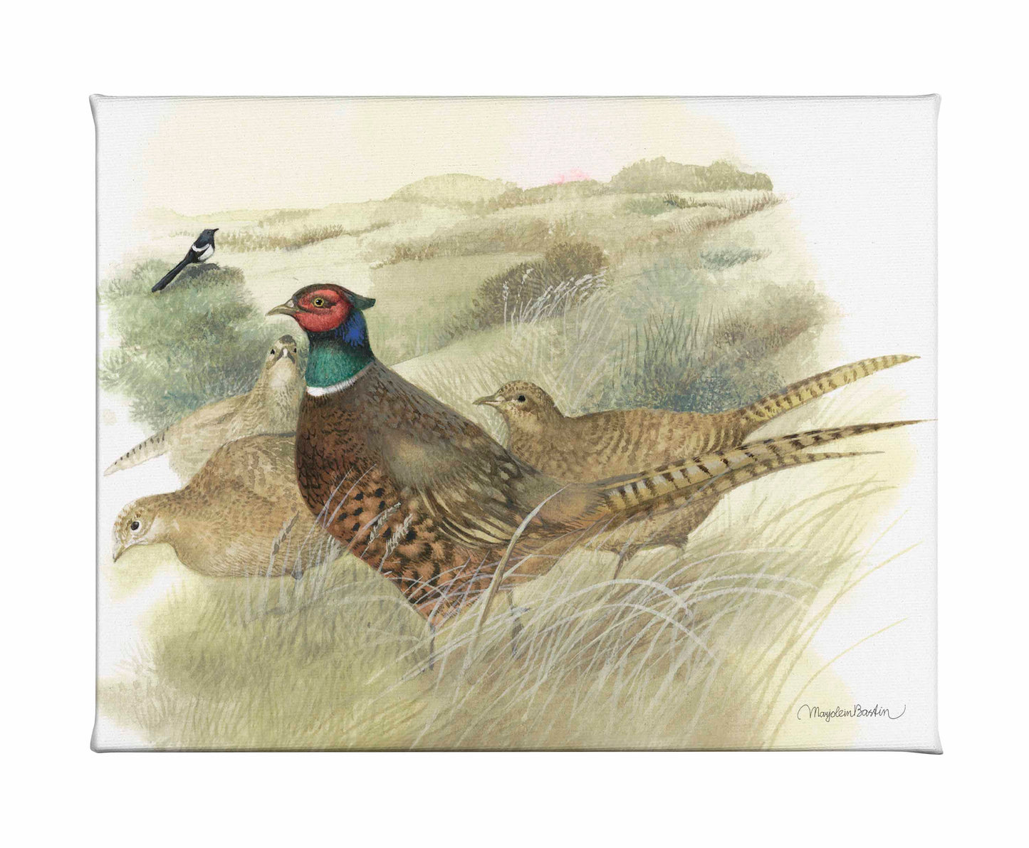 Pheasants on Ameland - Gallery Wrapped Canvas