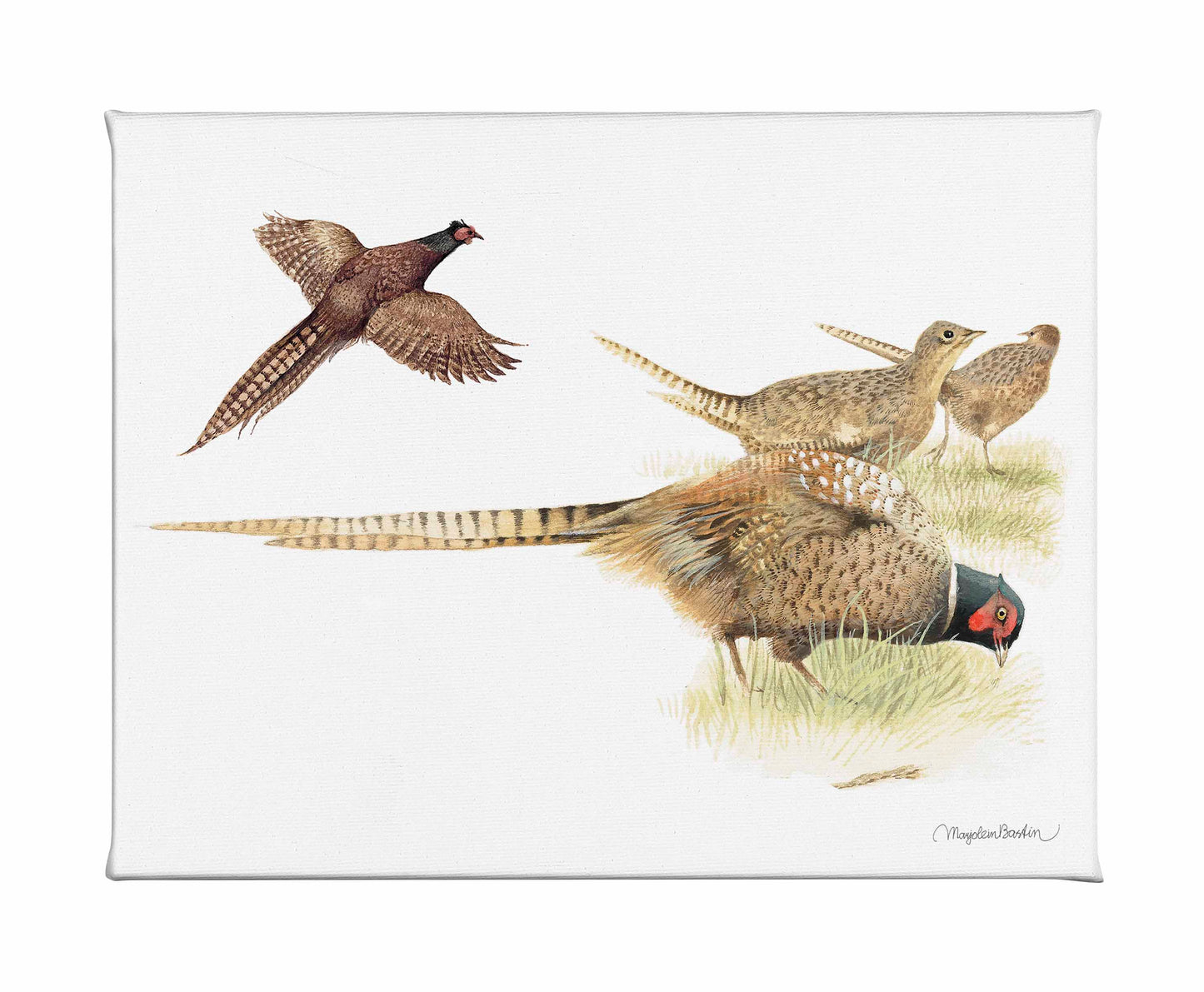 Loudly Foraging - Gallery Wrapped Canvas