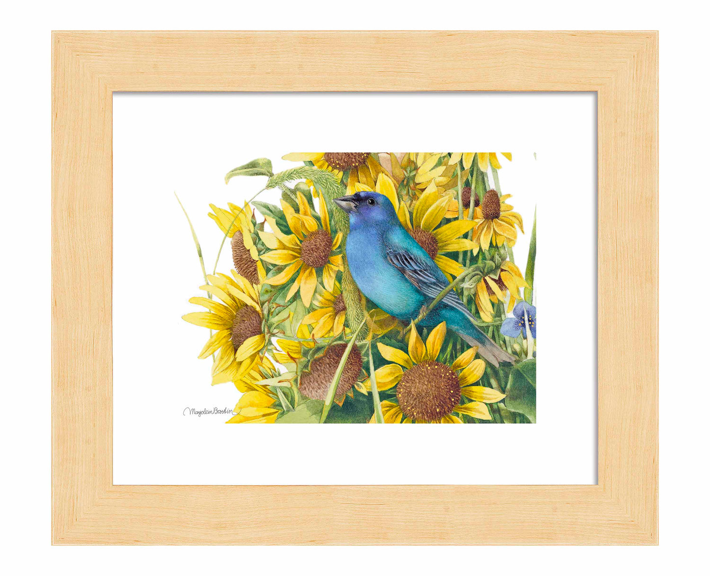 Indigo Bunting - Art Prints