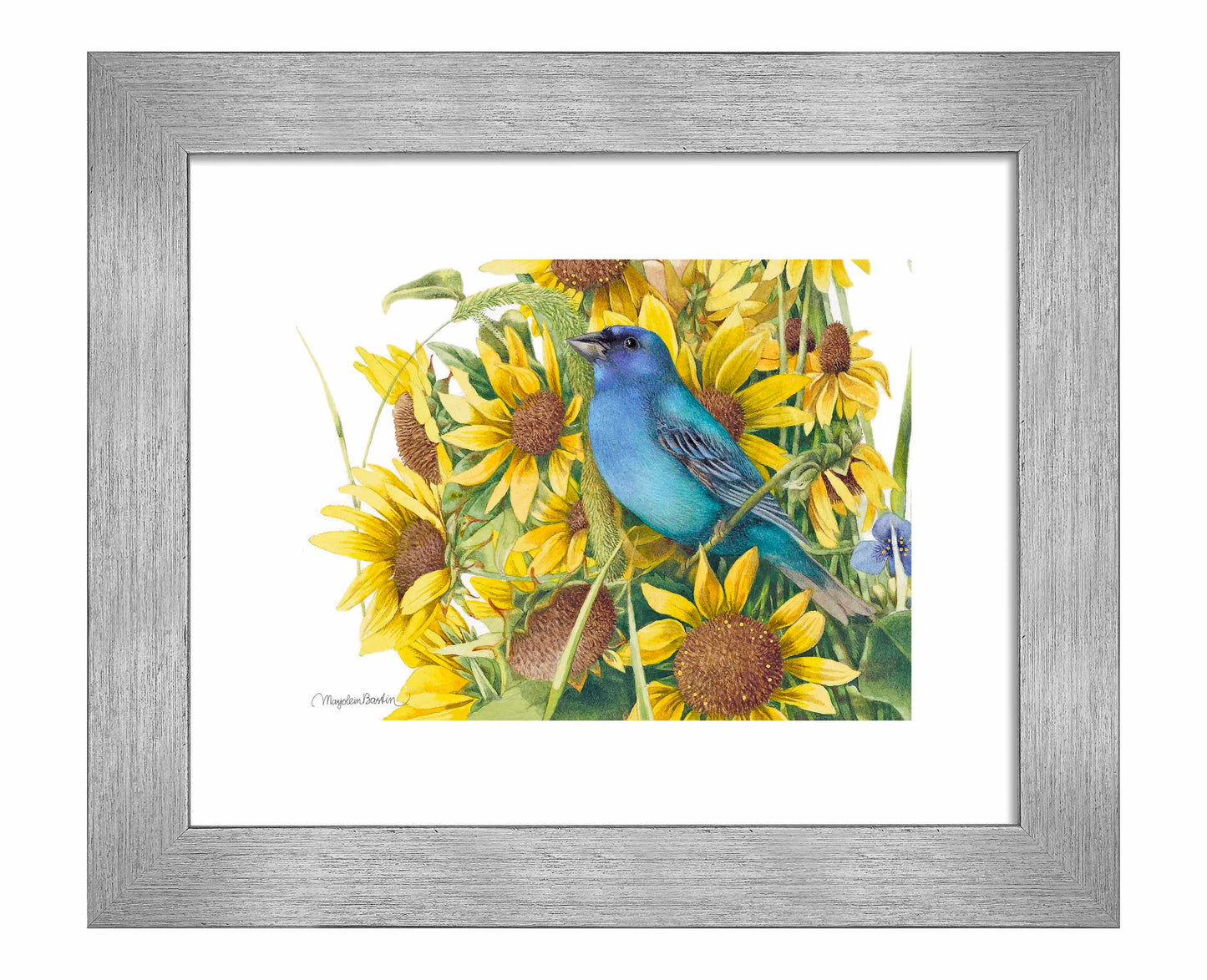 Indigo Bunting - Art Prints