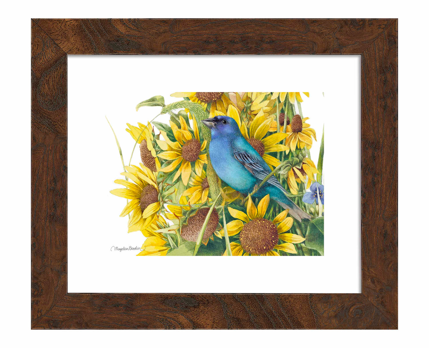 Indigo Bunting - Art Prints