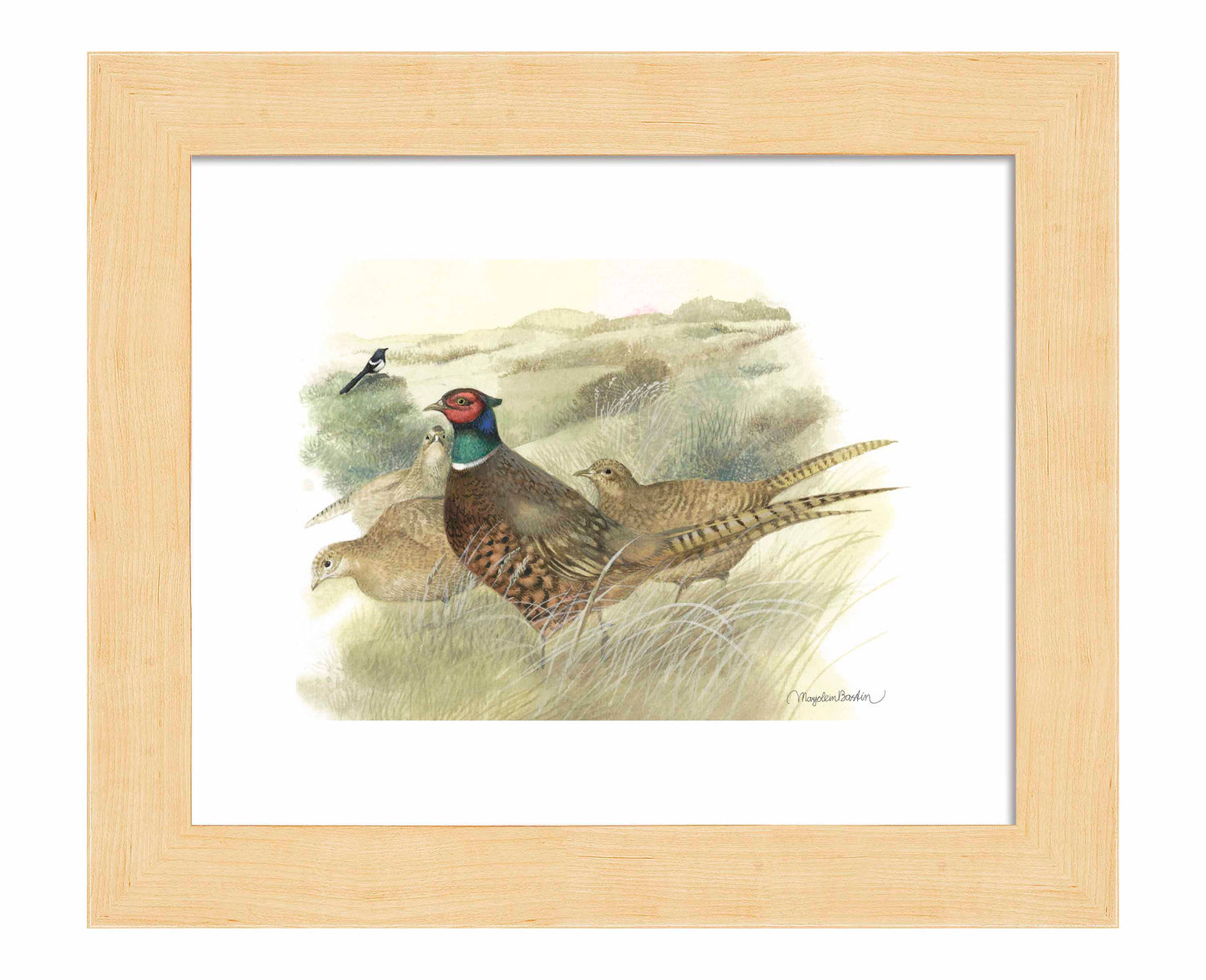 Pheasants on Ameland - Art Prints