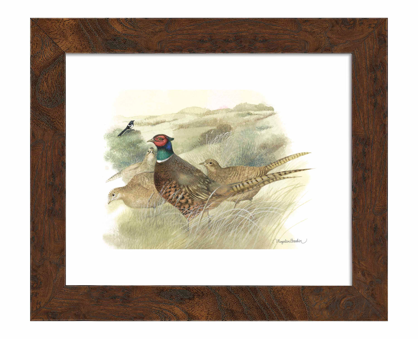 Pheasants on Ameland - Art Prints
