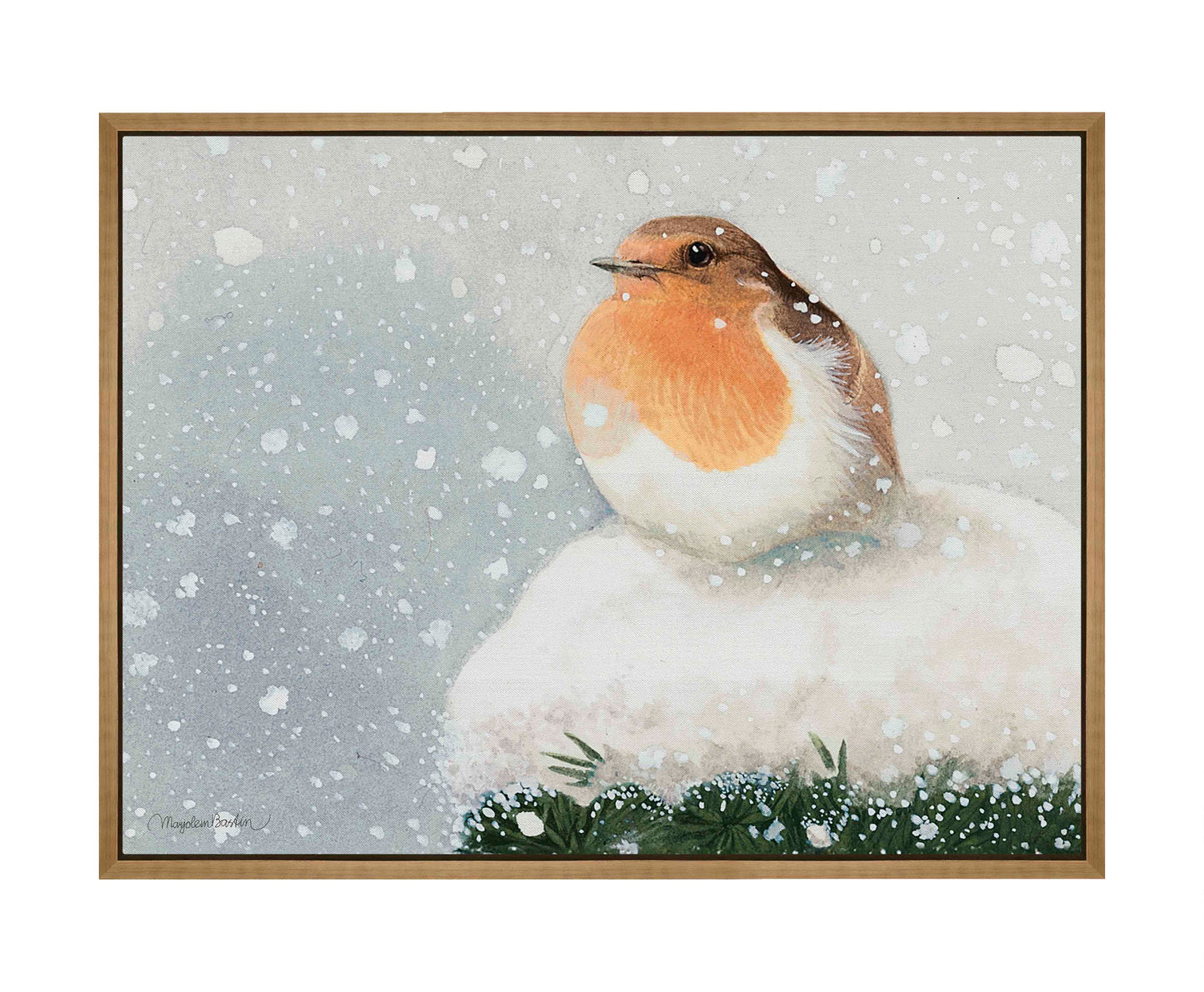 European Robin - Gallery Wrapped Canvas