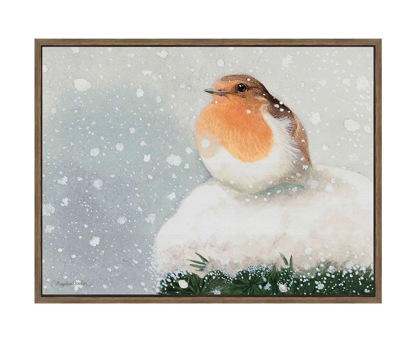European Robin - Gallery Wrapped Canvas