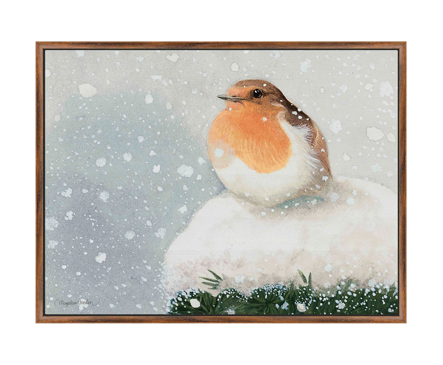 European Robin - Gallery Wrapped Canvas